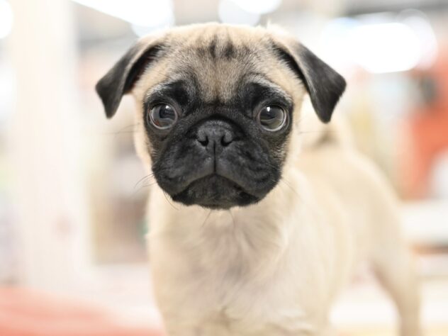 岡山県のパグ (アミーゴ中庄店/2025年10月8日生まれ/男の子/フォーンスムース)の子犬の2枚目の画像