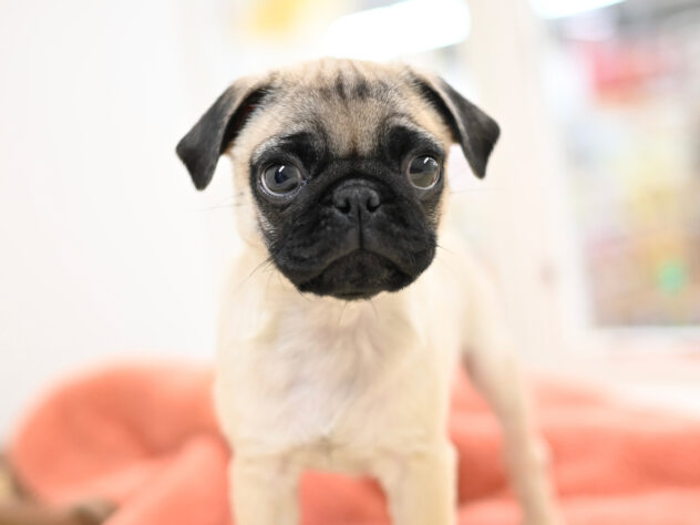 岡山県のパグ (アミーゴ中庄店/2025年10月8日生まれ/男の子/フォーンスムース)の子犬の3枚目の画像