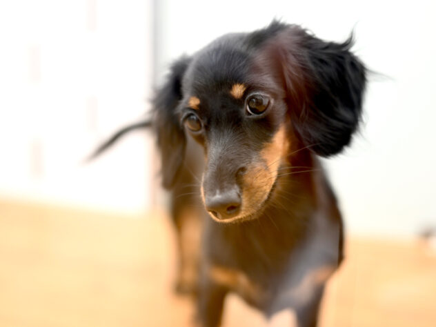 岡山県のミニチュアダックスフンド(ロング) (アミーゴ中庄店/2025年4月17日生まれ/女の子/ブラックタン)の子犬の3枚目の画像