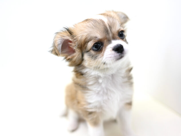 岡山県のチワワ(ロング) (アミーゴ大安寺店/2025年10月17日生まれ/女の子/レッドホワイト)の子犬の3枚目の画像