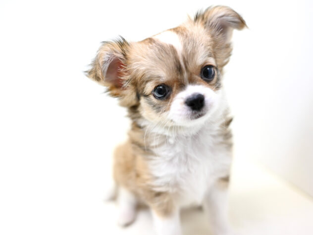 岡山県のチワワ(ロング) (アミーゴ大安寺店/2025年10月17日生まれ/女の子/レッドホワイト)の子犬の4枚目の画像