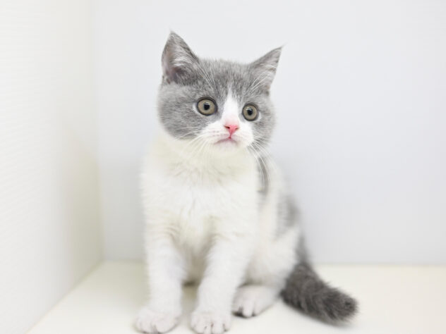 岡山県のブリティッシュショートヘアー (アミーゴ大安寺店/2025年10月23日生まれ/女の子/ブルーホワイト)の子猫の4枚目の画像