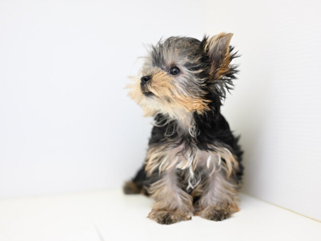 岡山県のヨークシャーテリア (アミーゴ大安寺店/2025年9月28日生まれ/女の子/スチールブルータン)の子犬の4枚目の画像