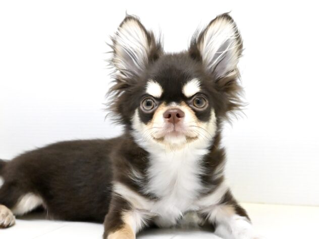 岡山県のチワワ(ロング) (アミーゴ中庄店/2024年11月25日生まれ/男の子/チョコレートタンホワイト)の子犬の2枚目の画像