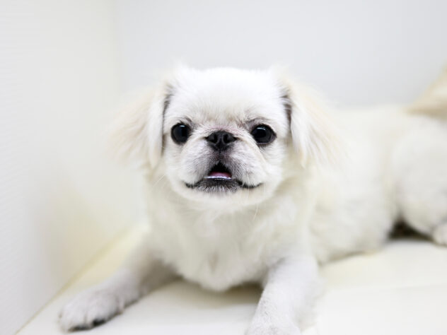 岡山県のペキニーズ (アミーゴ中庄店/2025年2月7日生まれ/女の子/ホワイト)の子犬の3枚目の画像