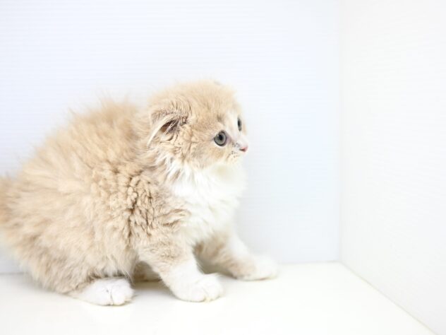 岡山県のフォールデックス (アミーゴ中庄店/2025年8月17日生まれ/男の子/クリームタビーホワイト)の子猫の4枚目の画像