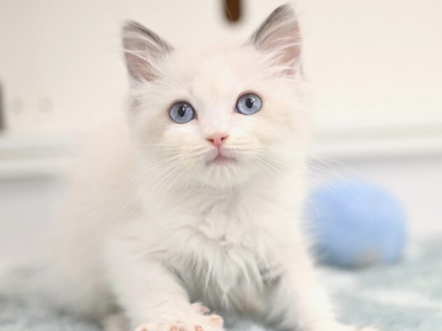 岡山県のラグドール (アミーゴ中庄店/2025年9月12日生まれ/男の子/ブルーポイントバイカラー)の子猫