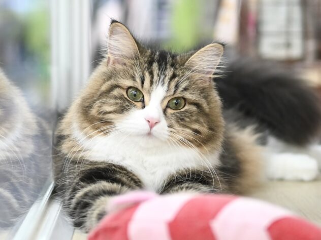 岡山県のノルウェージャンフォレストキャット (アミーゴ中庄店/2025年1月27日生まれ/女の子/ブラウンタビーホワイト)の子猫の1枚目の画像