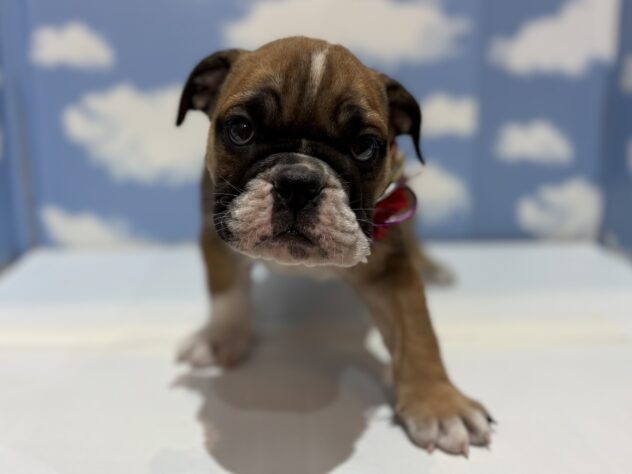 山形県のブルドッグ (アミーゴ山形南店/2025年10月27日生まれ/女の子/レッドホワイト)の子犬の1枚目の画像