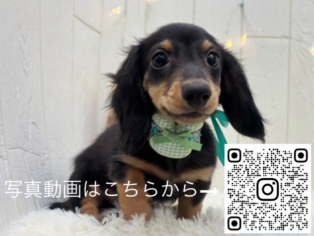 広島県のミニチュアダックスフンド(ロング) (アミーゴ大町店/2025年8月26日生まれ/男の子/ブラックタン)の子犬の3枚目の画像