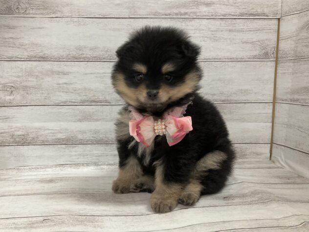 福島県のハーフ犬・ミックス犬 (アミーゴ小名浜店/2025年10月18日生まれ/女の子/ホワイトブラックタン)の子犬