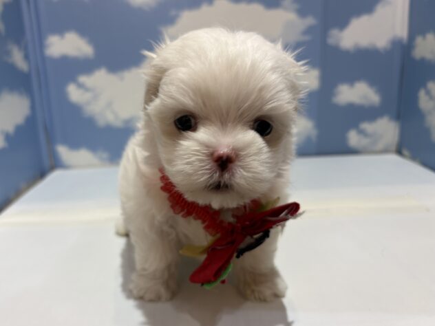 山形県のマルチーズ (アミーゴ山形南店/2025年10月21日生まれ/女の子/ホワイト)の子犬の1枚目の画像