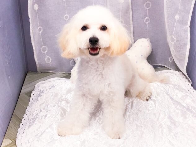 愛知県のハーフ犬・ミックス犬 (アミーゴ知立店/2025年3月18日生まれ/女の子/クリーム)の子犬の1枚目の画像