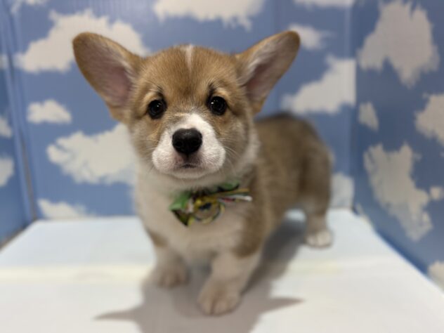 山形県のウェルシュコーギーペンブローク (アミーゴ山形南店/2025年10月22日生まれ/男の子/セーブルホワイト)の子犬の3枚目の画像