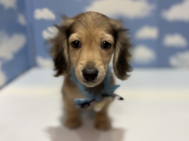 山形県のカニンヘンダックスフンド(ロング) (アミーゴ山形南店/2025年9月27日生まれ/男の子/シェーデットイエロー)の子犬の1枚目の画像