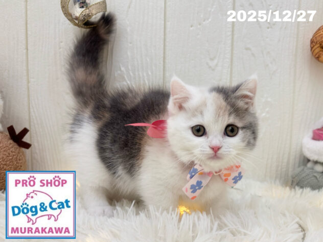 広島県のマンチカン (アミーゴ大町店/2025年10月14日生まれ/女の子/ブルーパッチドタビーホワイト)の子猫の2枚目の画像