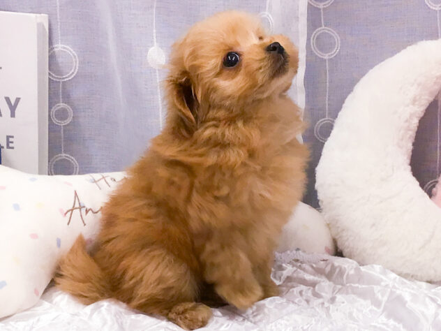 愛知県のハーフ犬・ミックス犬 (アミーゴ知立店/2025年10月17日生まれ/女の子/02 レッド系)の子犬の3枚目の画像