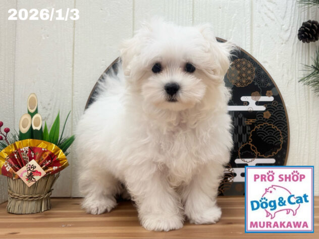 広島県のマルチーズ (アミーゴ大町店/2025年10月5日生まれ/男の子/ホワイト)の子犬