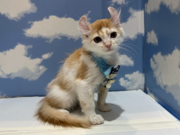 山形県のアメリカンカール (アミーゴ山形南店/2025年10月19日生まれ/男の子/レッドタビーホワイト)の子猫の3枚目の画像