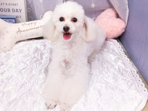 愛知県のトイプードル(トイ) (アミーゴ知立店/2025年3月29日生まれ/女の子/クリーム)の子犬の2枚目の画像