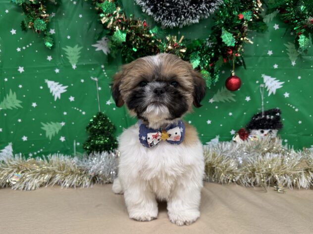 山形県のシーズー (アミーゴ酒田店/2025年9月22日生まれ/男の子/ゴールドホワイト)の子犬