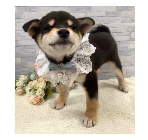 山口県の柴犬(標準サイズ) (アミーゴ周南店/2025年10月1日生まれ/男の子/黒)の子犬の3枚目の画像