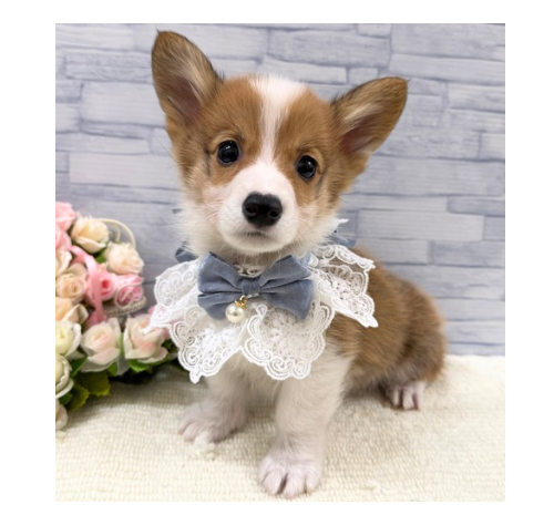 山口県のウェルシュコーギーペンブローク (アミーゴ周南店/2025年9月24日生まれ/男の子/セーブルホワイト)の子犬の1枚目の画像