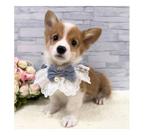 山口県のウェルシュコーギーペンブローク (アミーゴ周南店/2025年9月24日生まれ/男の子/セーブルホワイト)の子犬の2枚目の画像