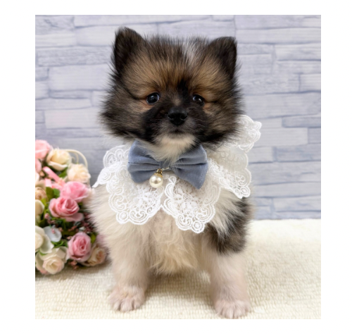 山口県のポメラニアン (アミーゴ周南店/2025年10月19日生まれ/男の子/レッドホワイト)の子犬の3枚目の画像