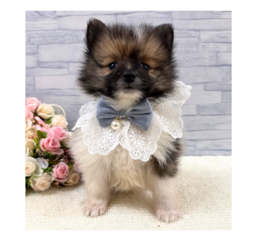 山口県のポメラニアン (アミーゴ周南店/2025年10月19日生まれ/男の子/レッドホワイト)の子犬の1枚目の画像