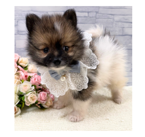 山口県のポメラニアン (アミーゴ周南店/2025年10月19日生まれ/男の子/レッドホワイト)の子犬の2枚目の画像