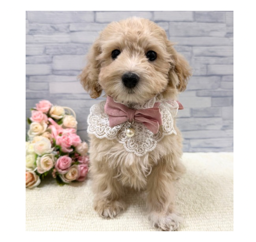 山口県のハーフ犬・ミックス犬 (アミーゴ周南店/2025年9月16日生まれ/男の子/クリーム)の子犬の3枚目の画像