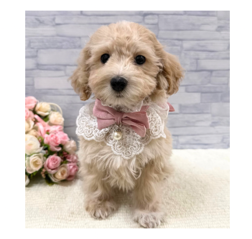 山口県のハーフ犬・ミックス犬 (アミーゴ周南店/2025年9月16日生まれ/男の子/クリーム)の子犬の2枚目の画像