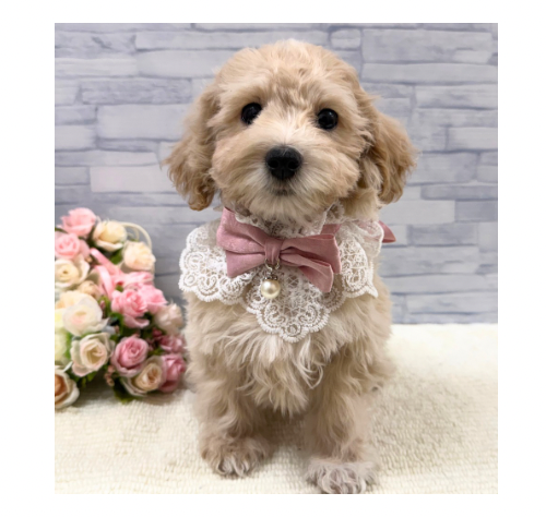 山口県のハーフ犬・ミックス犬 (アミーゴ周南店/2025年9月16日生まれ/男の子/クリーム)の子犬の1枚目の画像