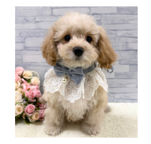 山口県のハーフ犬・ミックス犬 (アミーゴ周南店/2025年9月16日生まれ/男の子/クリーム)の子犬の2枚目の画像