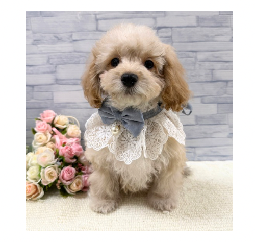 山口県のハーフ犬・ミックス犬 (アミーゴ周南店/2025年9月16日生まれ/男の子/クリーム)の子犬の1枚目の画像