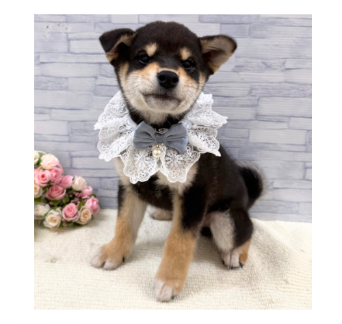 山口県の柴犬(標準サイズ) (アミーゴ周南店/2025年10月1日生まれ/男の子/黒)の子犬の2枚目の画像