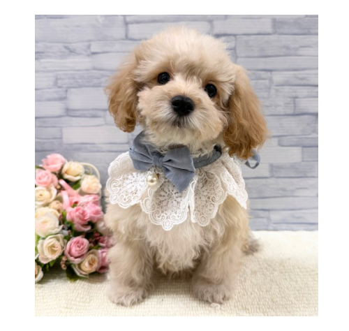 山口県のハーフ犬・ミックス犬 (アミーゴ周南店/2025年9月16日生まれ/男の子/クリーム)の子犬の3枚目の画像