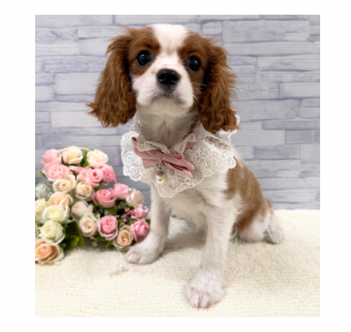 山口県のキャバリアキングチャールズスパニエル (アミーゴ周南店/2025年9月17日生まれ/女の子/ブレンハイム)の子犬の1枚目の画像