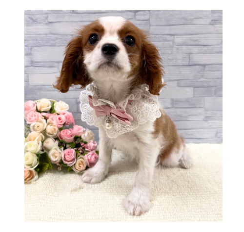 山口県のキャバリアキングチャールズスパニエル (アミーゴ周南店/2025年9月17日生まれ/女の子/ブレンハイム)の子犬の2枚目の画像