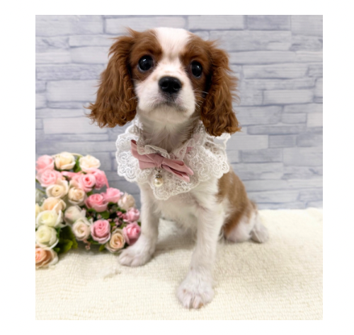 山口県のキャバリアキングチャールズスパニエル (アミーゴ周南店/2025年9月17日生まれ/女の子/ブレンハイム)の子犬の3枚目の画像