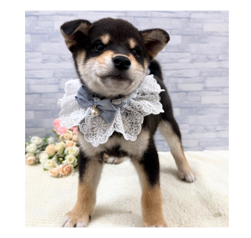 山口県の柴犬(標準サイズ) (アミーゴ周南店/2025年10月1日生まれ/男の子/黒)の子犬の1枚目の画像