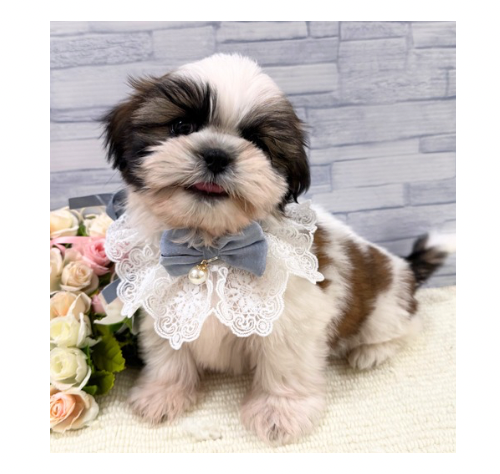 山口県のシーズー (アミーゴ周南店/2025年10月20日生まれ/男の子/ゴールドホワイト)の子犬の3枚目の画像