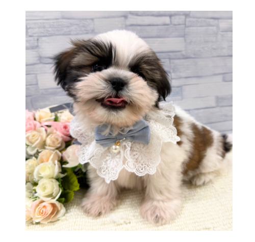 山口県のシーズー (アミーゴ周南店/2025年10月20日生まれ/男の子/ゴールドホワイト)の子犬の1枚目の画像