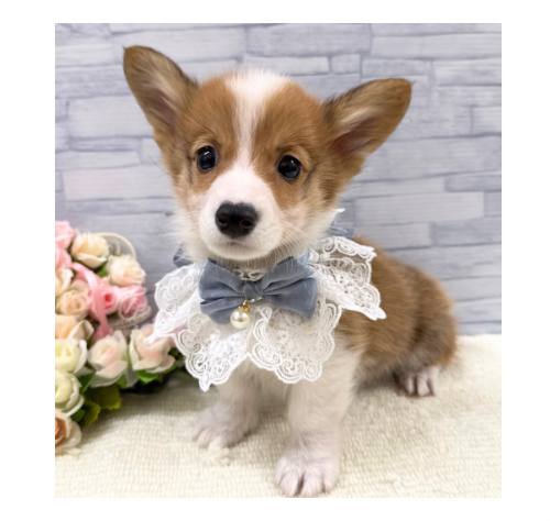 山口県のウェルシュコーギーペンブローク (アミーゴ周南店/2025年9月24日生まれ/男の子/セーブルホワイト)の子犬の3枚目の画像