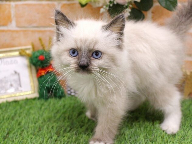 兵庫県のラグドール (ペット・プラザ アミーゴ三田店/2025年10月8日生まれ/男の子/シールポイントミテッド)の子猫の2枚目の画像