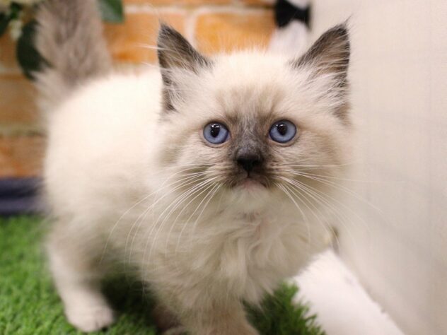 兵庫県のラグドール (ペット・プラザ アミーゴ三田店/2025年10月8日生まれ/男の子/シールポイントミテッド)の子猫の3枚目の画像