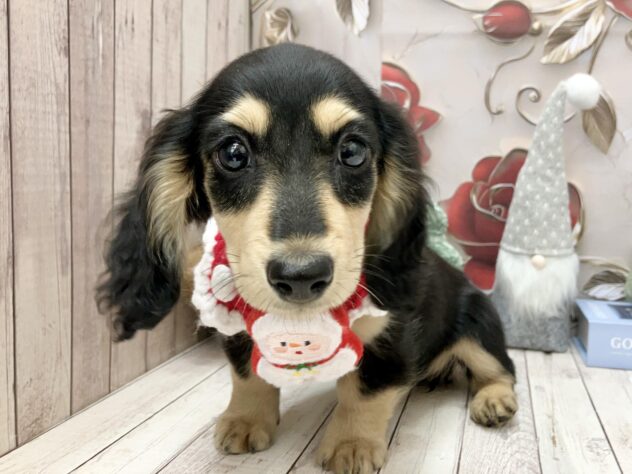 岡山県のミニチュアダックスフンド(ロング) (ワンキャラット アミーゴ高屋店/2025年9月11日生まれ/女の子/ブラックタン)の子犬