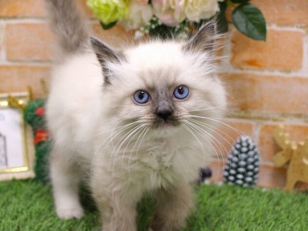 兵庫県のラグドール (ペット・プラザ アミーゴ三田店/2025年10月8日生まれ/男の子/シールポイントミテッド)の子猫の1枚目の画像