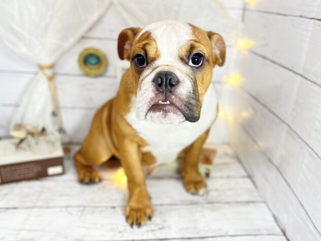 香川県のブルドッグ (ワンキャラット アミーゴ屋島店/2025年7月19日生まれ/女の子/レッドホワイト)の子犬